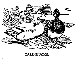 Illustration: CALL-DUCKS.