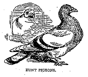 Illustration: RUNT PIGEONS.