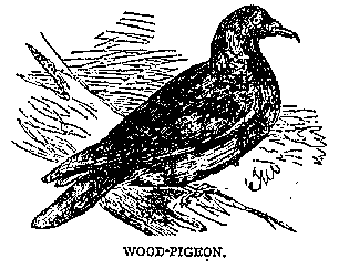 Illustration: WOOD-PIGEON.