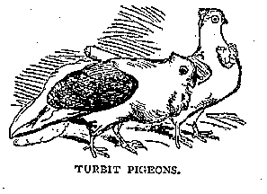Illustration: TURBIT PIGEONS.