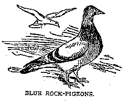 Illustration: BLUE ROCK-PIGEON.
