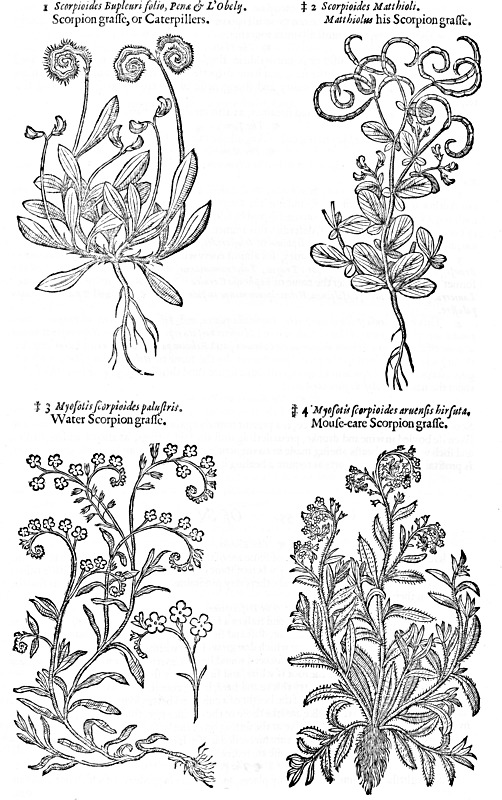 Fig. 540. Kinds of Scorpion Grass (14)
