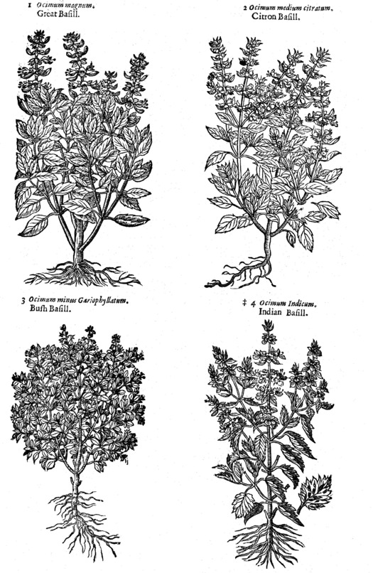 Fig. 1005. Kinds of Basil (14)